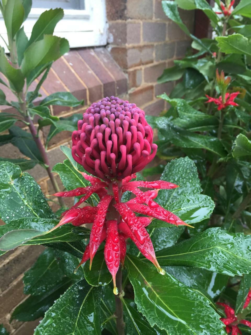 The Summit House Holiday home Katoomba